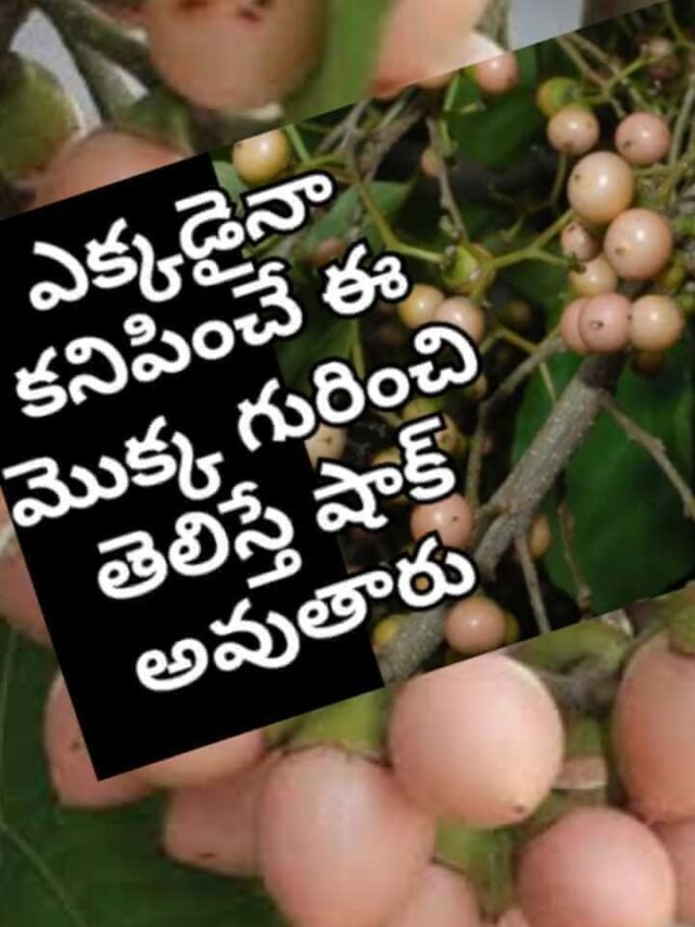Banka Nakkeru Uses in Telugu