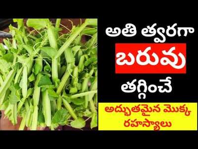 Nalleru Uses in Telugu | Cissus Uses in Telugu