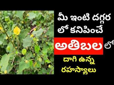 Athibala Health Benefits in Telugu