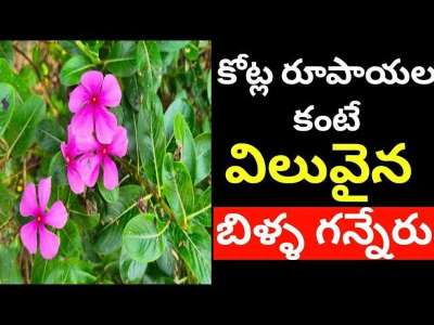 Billa Ganneru Health Benefits in Telugu | Catharanthus Uses in Telugu