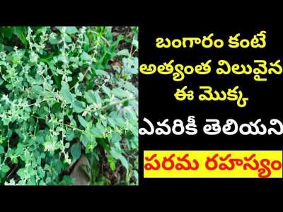 Kondapindi aaku Health Benefits in Telugu/కిడ్నీ లో రాళ్లను పిండి చేసే ఆకు