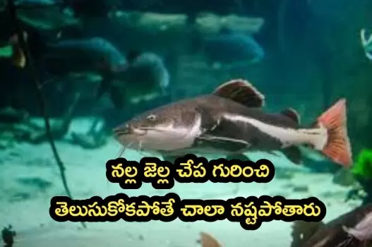 catfish