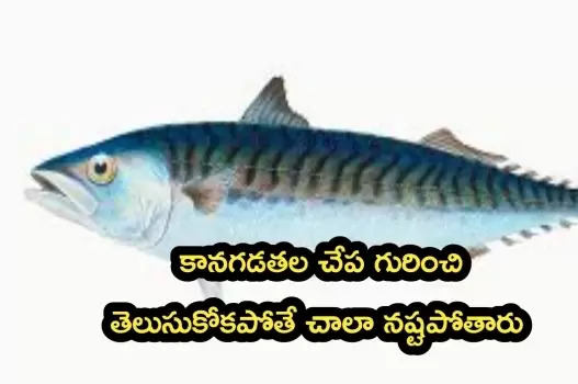 Mackerel fish