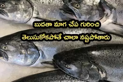 salmon fish in telugu
