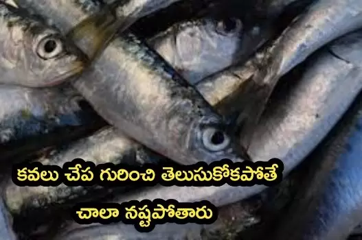 sardine fish