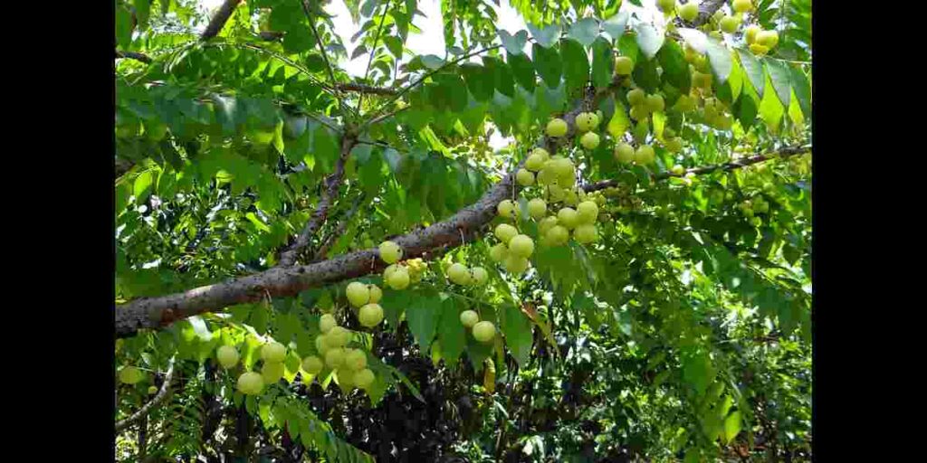 10+ Amla health benefits in Telugu