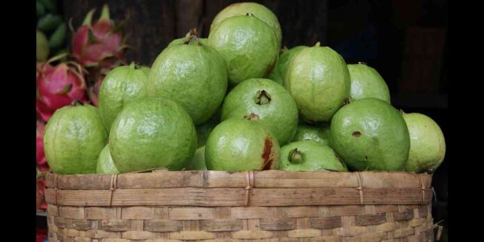 Guava health benefits in Telugu