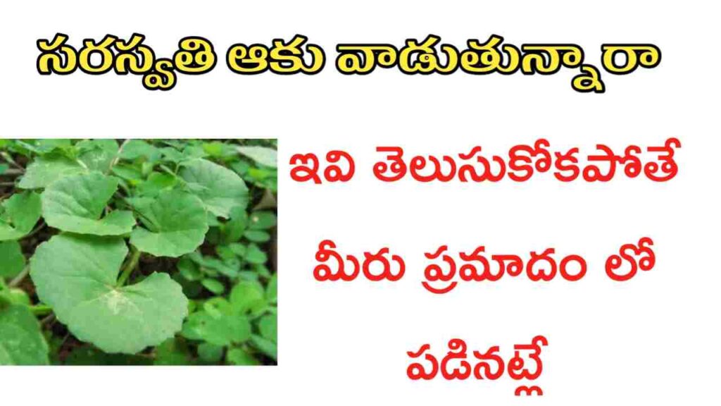 Best 10+ saraswati leaf uses in telugu