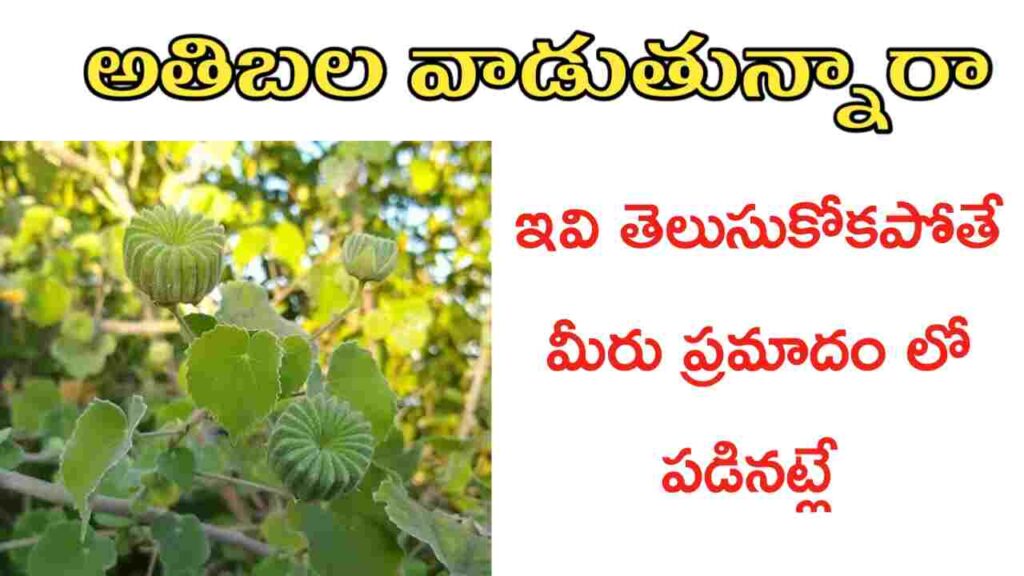 Atibala uses in telugu