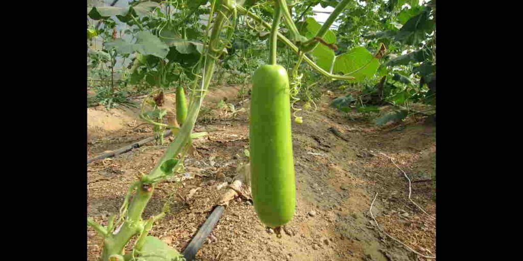 Bottle Gourd Health Benefits in Telugu