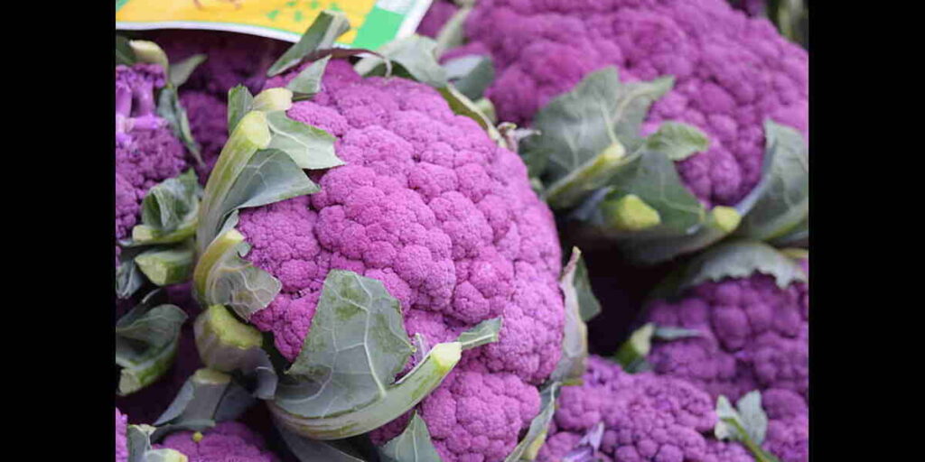 Purple Cauliflower Health Benefits in Telugu