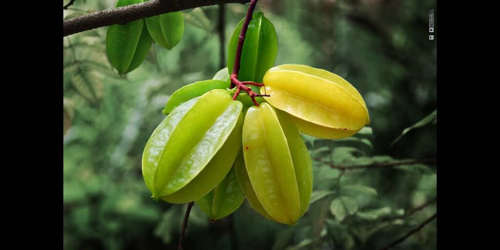 Star Fruit Health Benefits in Telugu