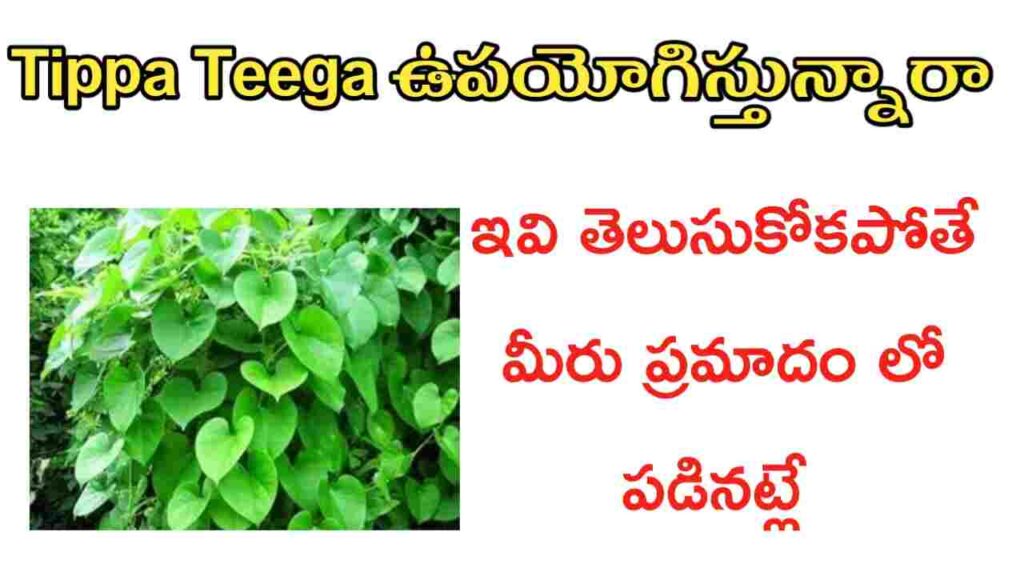 tippa teega benefits