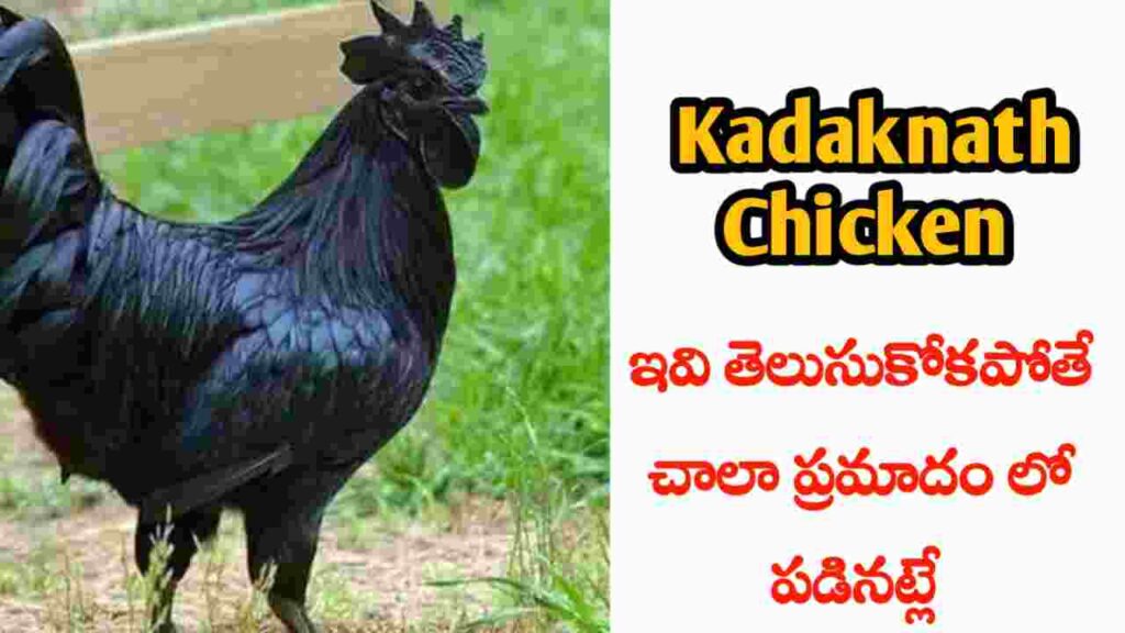 Kadaknath Chicken benefits in Telugu (1)