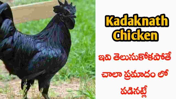 Kadaknath Chicken benefits in Telugu (1)