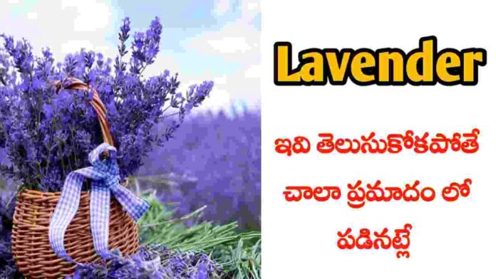 Lavender benefits in Telugu