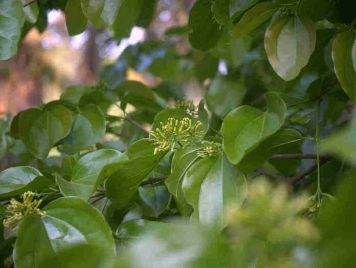 Naga Musti Tree Benefits in Telugu