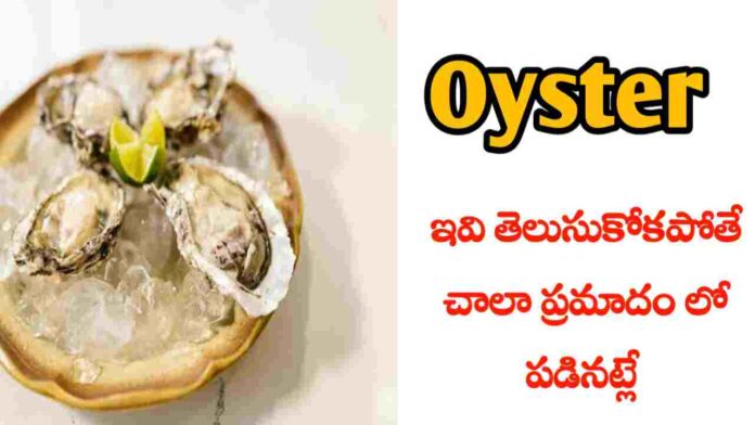 Oyster benefits in Telugu