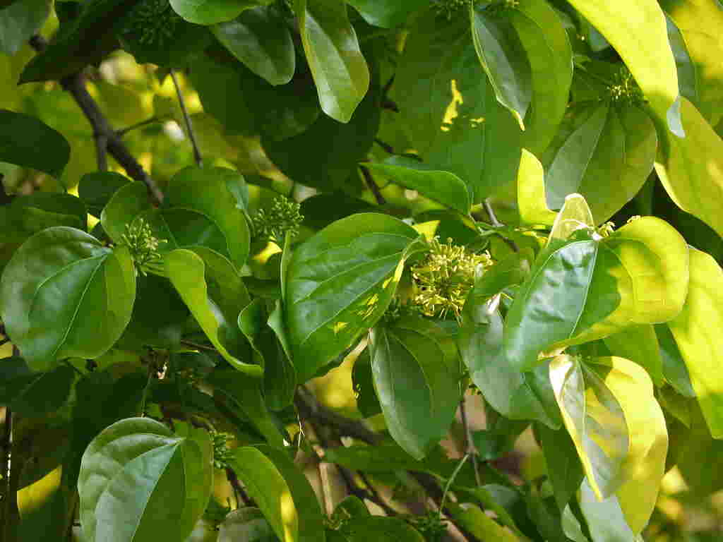 Best 10+ Naga Musti Tree Benefits in Telugu