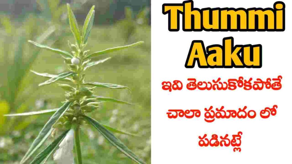 benefits of thummi Aaku in telugu