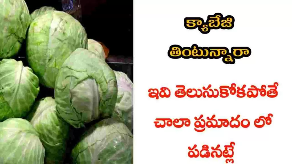 health benefits of cabbage in telugu