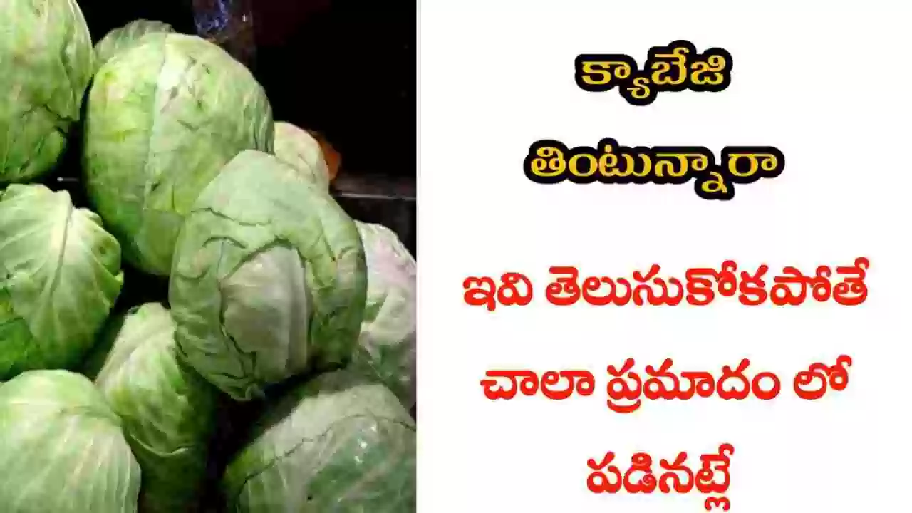 health benefits of cabbage in telugu