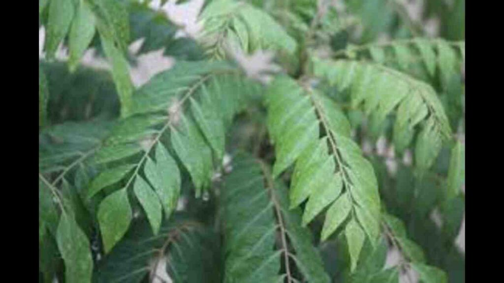 health benefits of curry leaves in telugu