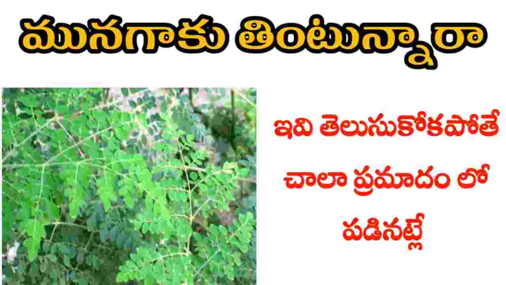 health benefits of moringa leaves in telugu