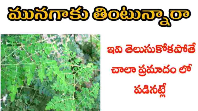 health benefits of moringa leaves in telugu