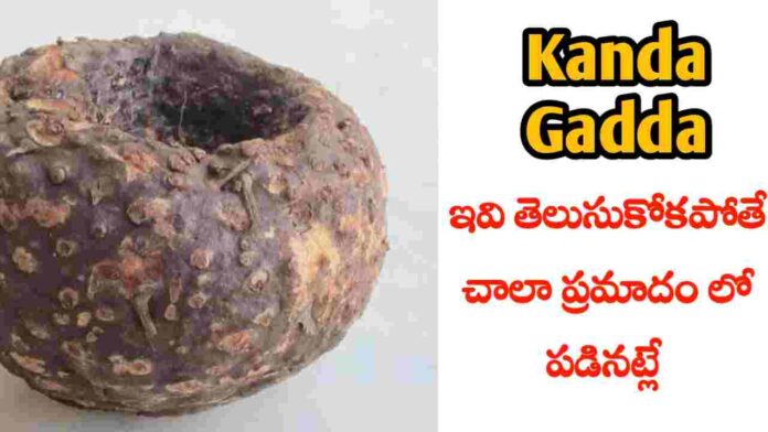 kanda gadda health benefits in Telugu