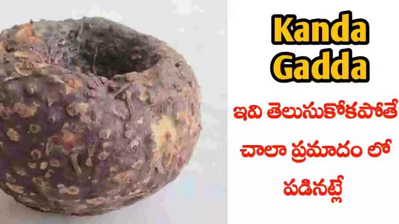 kanda gadda health benefits in Telugu