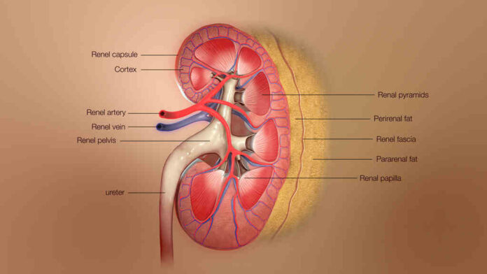 kidney health tips in telugu