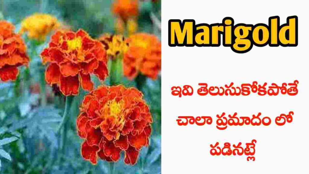 marigold benefits in telugu