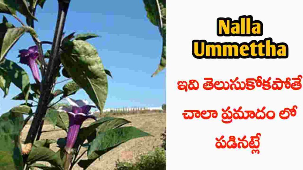 nalla Ummettha benefits in Telugu