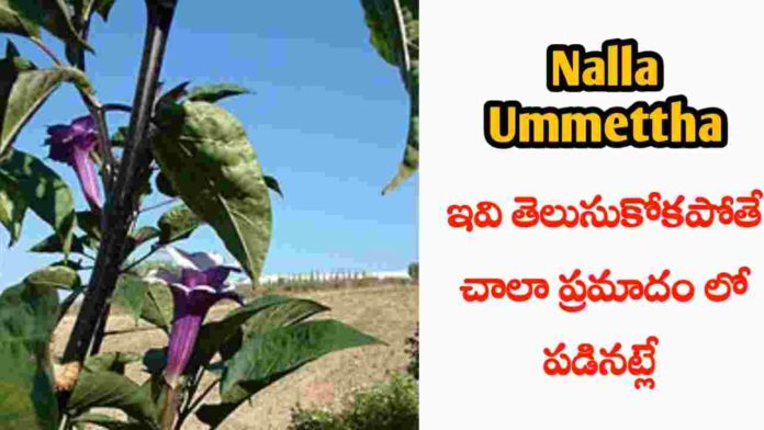 nalla umettha benefits in telugu