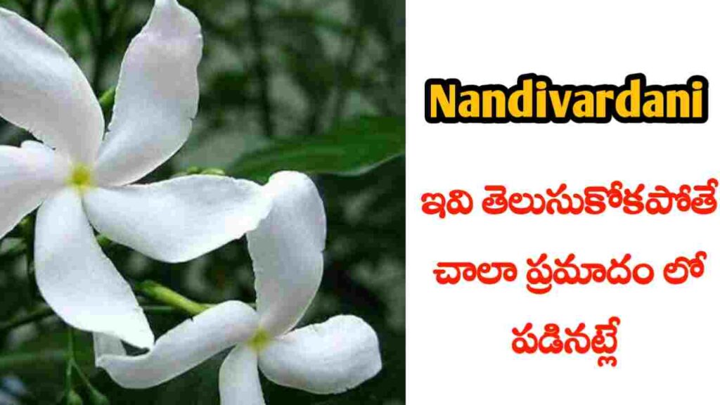 nandivardhanam chettu health benefits in Telugu