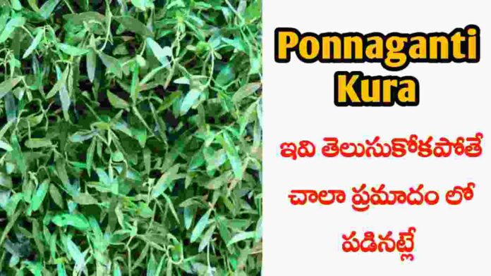 ponnaganti koora benefits in Telugu