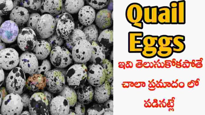 quail egg benefits in Telugu