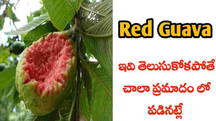 red Guava fruit benefits in Telugu