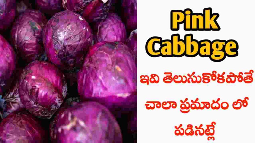 red cabbage benefits in Telugu