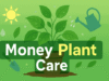 Money Plant Care in Telugu Guide 2025 Money Plant Care in Telugu Guide 2025